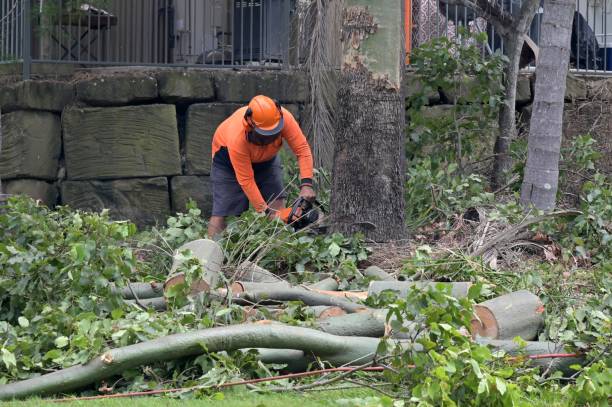 How Our Tree Care Process Works  in  The Village, OK